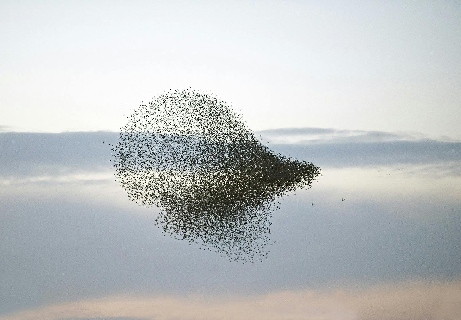 Starar En starflock som svärmar fram över himlen.